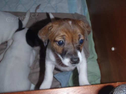 Jack russel teri�r fenka