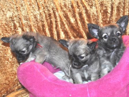 �ivava dlouhosrst� s PP