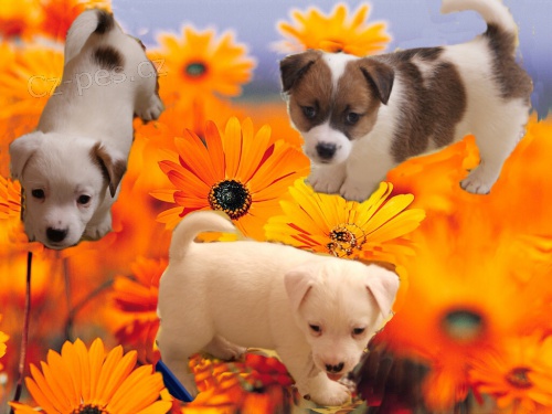 Luxusn� �t���tka Jack