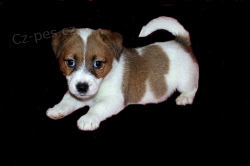 Luxusn� pejsek Jack Russell terier