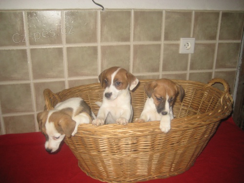 Jack russell teri�r