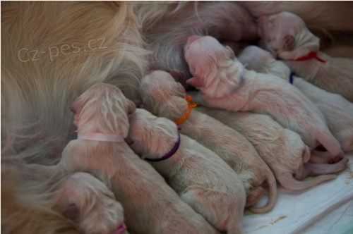 �t��ata Golden retriever s PP