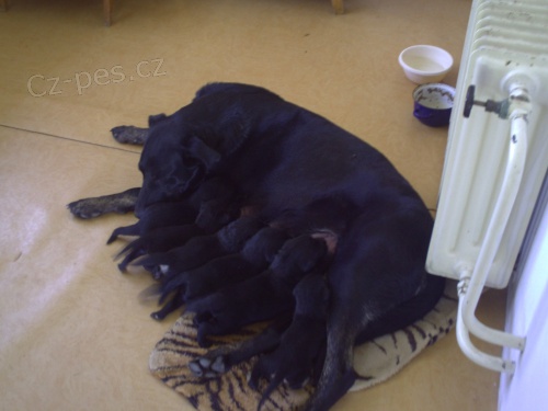 Bandog - k��enci