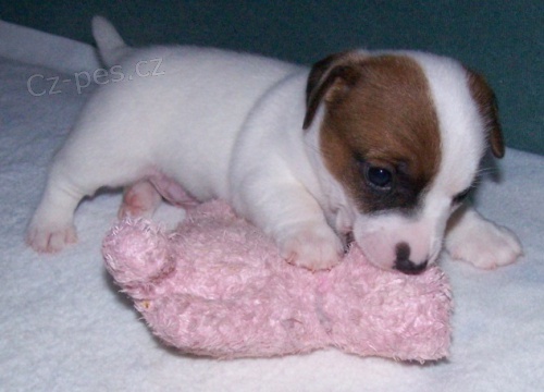 Nab�z�me pejsky JRT