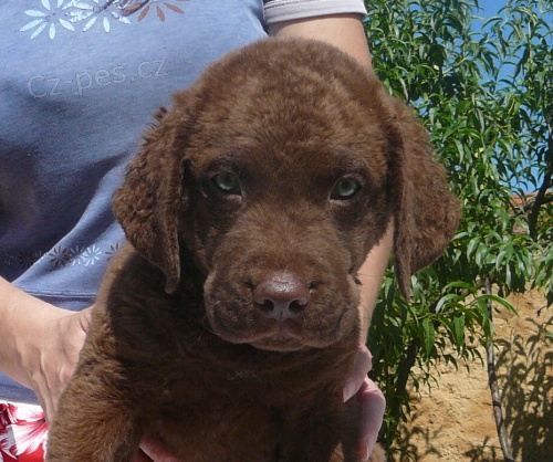 Chesapeake bay retriever