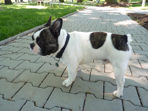 buldo�ek - strako� - Pce