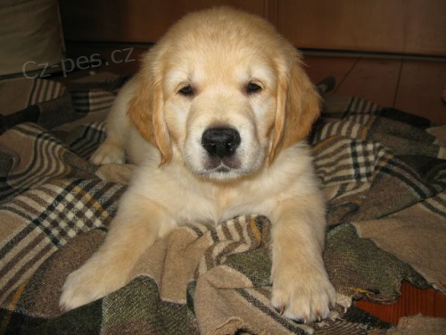 Zlat� pejsek golden retrievra