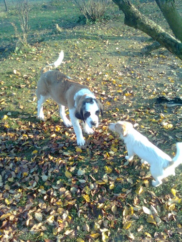 Prod�m bernard�na