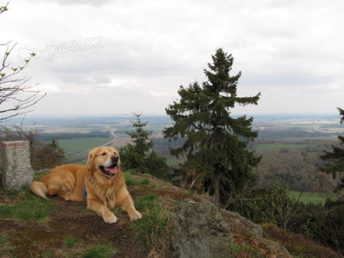 Zlat� retriever hled� fenku ke kryt�