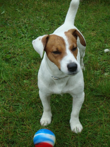 Jack russel terier - kryt�