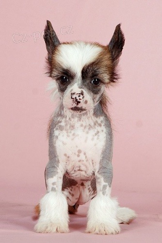 ��nsk� chocholat� pes