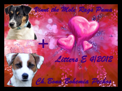 Jack Russell terier s PP - kvalitn� hladk� vrh!
