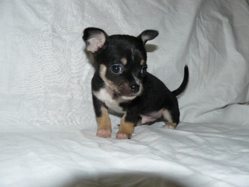 �ivava bez pp,kr�sn� �istokrevn�  �t���tka tricolor,kr�tko i dlouhosrst�