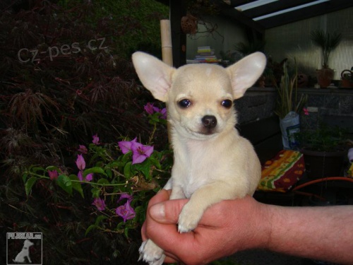 Prod�m �t���tko - pejska