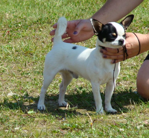 �ivava s PP - kryt�