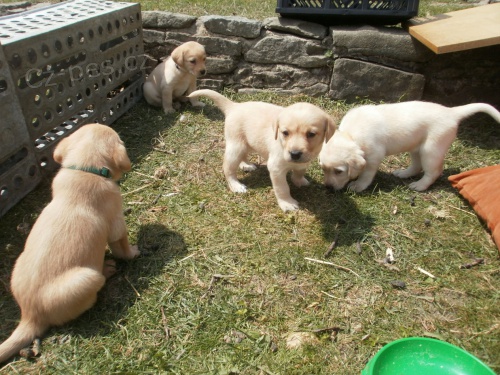 �t��ata labradorsk�ho retrievra bez PP