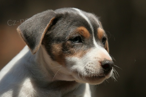 Prod�m �t�n� jack russell teri�ra