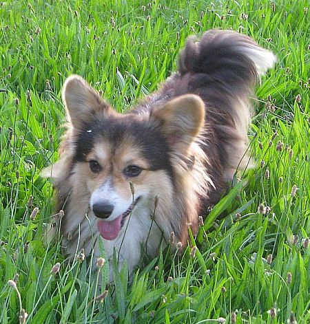 welsh corgi pembroke