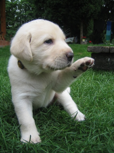 �t���tka labradora