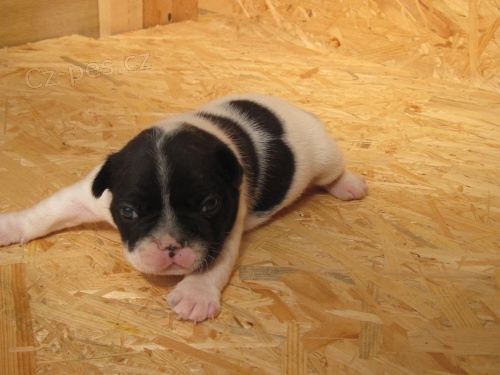 Prod�m �t��ata fr. buldo�ka bez PP