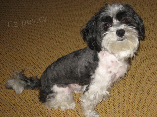 nab�z�meke ke kryt� havansk�ho ps�ka s pp( Mlad� Boleslav) 