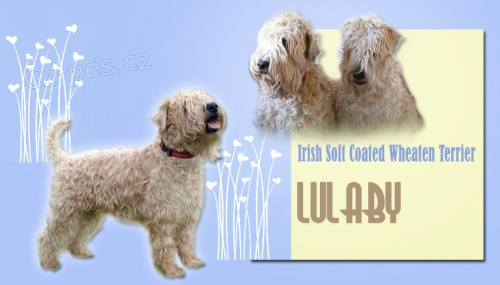 tata - Irish Soft Coated Wheaten Terrier