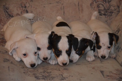 �t�n�tka jack russell terier