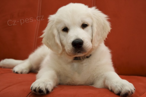 �T��ATA ZLAT�HO RETR�VRA S PP