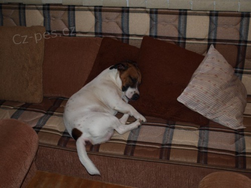Kryt� jack russell terierem