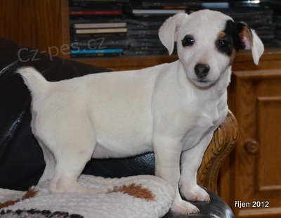 kr�sn� �t�n�tko jack russell terier
