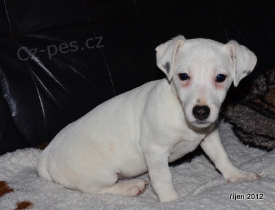 �t�n�tka jack russell terier