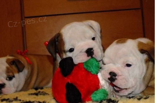  Kr�sn� Anglick� buldok �t��ata 