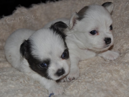 �ivava kr�tko i dlouhosrst� s PP