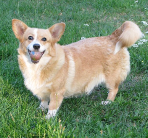 welsh corgi pembroke