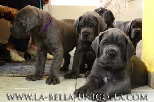 N�meck� doga- �t���tka