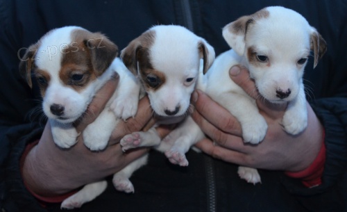�t�n�tka jack russell terier