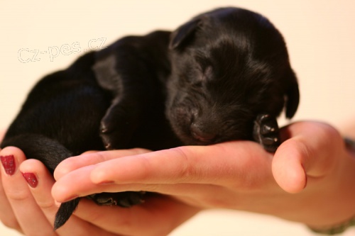 Flat coated retr�vr, prod�m �t��ata s PP 