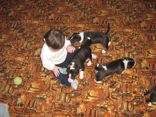 Bulterier �t�n�tka s pp