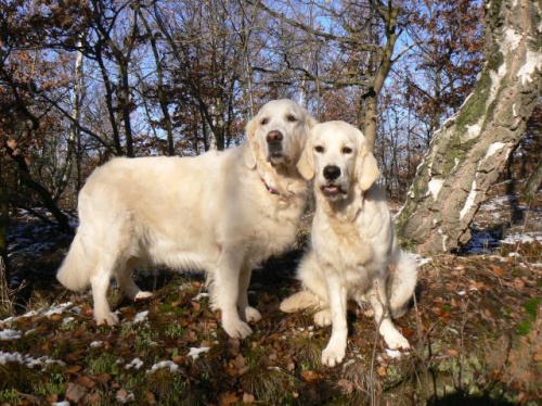 ZLAT� RETR�VR - �t��ata s PP