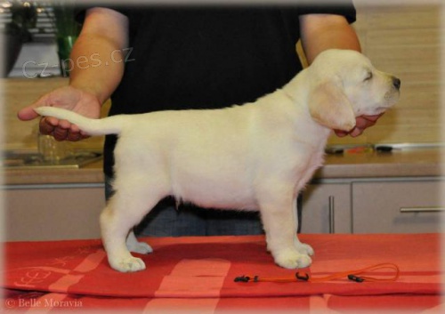 Labradorsk� retr�vr �t���tka s PP