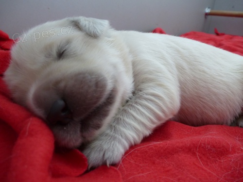 Zlat� Retriever - �t���tka s PP