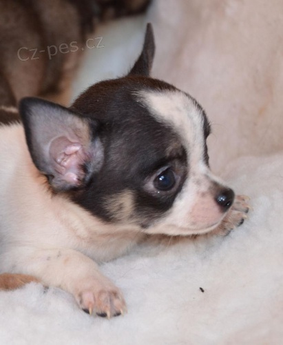 �ivava kr�tkosrst� , dlouhosrst� 