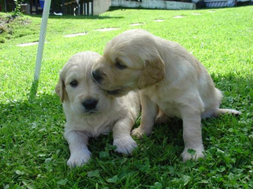 Prod�m �t�n� zlat�ho retr�vra