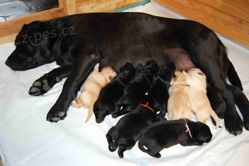 �t���tka labradorsk�ho retr�vra s PP