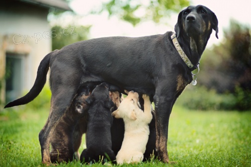 Posledn� t�i �t���tka k odb�ru