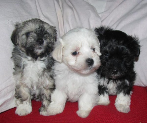 Bi�onek havansk� - Havansk� ps�k