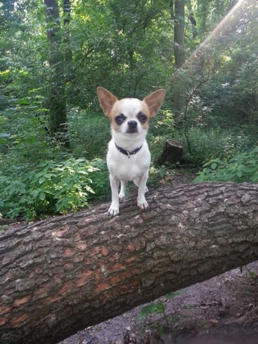 Roztomily civavi psik na kryti bez pp �ivava