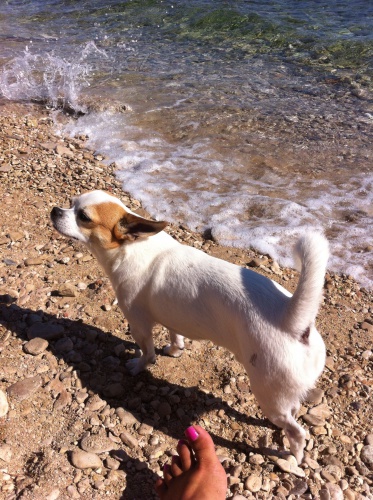 Hled�me �ivav� sle�nu na kryt� 