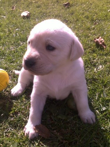 �t���tka labradora