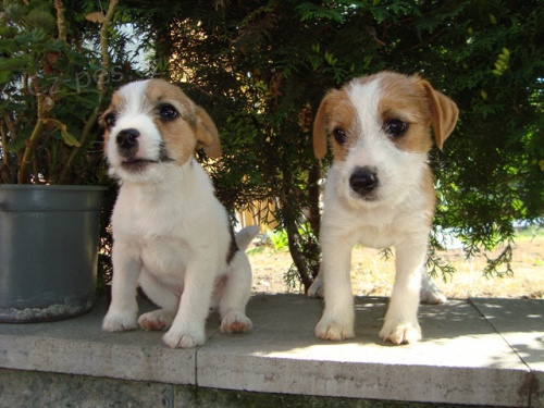 �t�n� Jack russel terier s PP